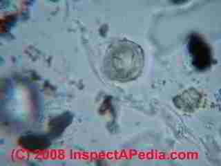 Paint lab Photograph of sample of failed paint